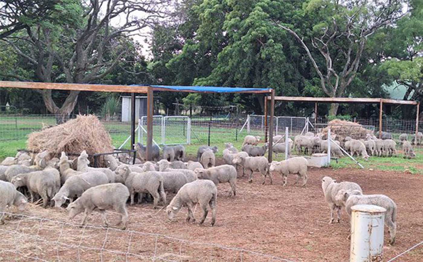 Agri-Skills-transfer-feedlot-sheep