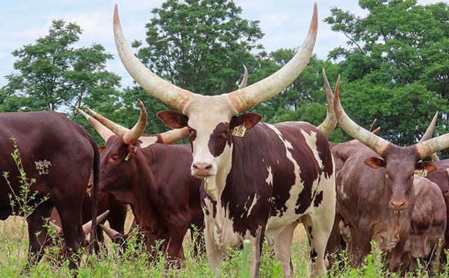 Ankole cattle with large horns