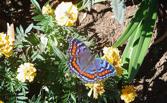 Butterfly-pollinators