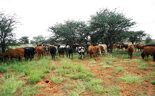 Cattle-roaming-in-the-field-(002)