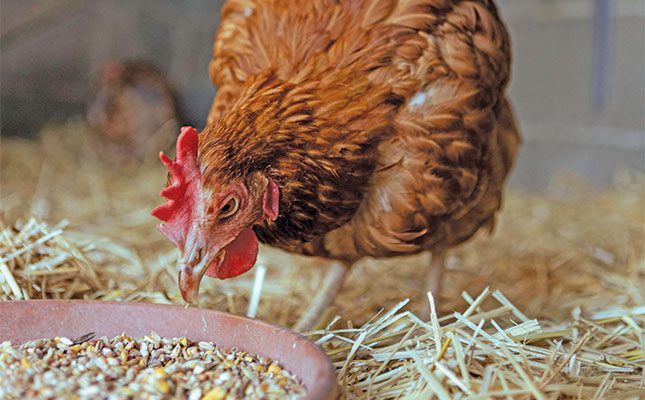 Chicken-feed-poultry