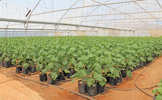Cucumbers-planted-in-tunnels