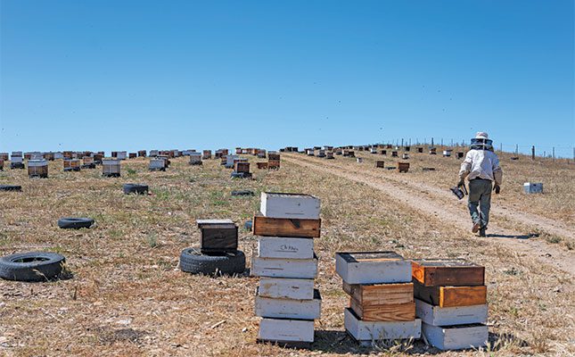 Distance-between-hives