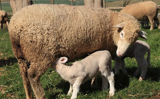 Dormer-sheep-calves-sucking