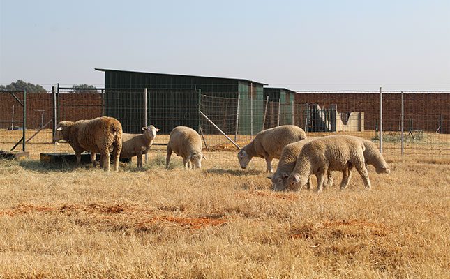 Dormer-sheeps-eating-grass