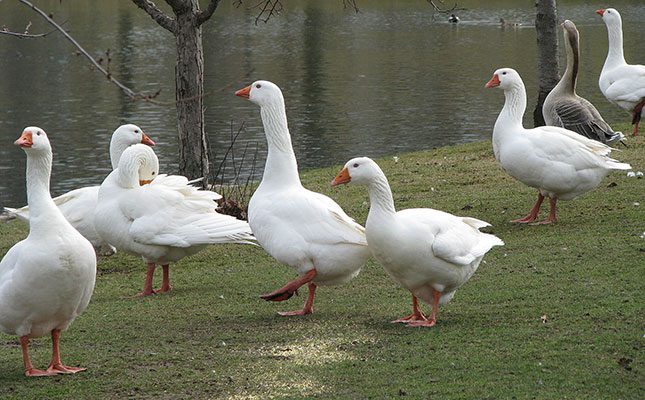 Geese have long been part of South Africa’s farmstead heritage, quietly adding value as a source of meat, eggs and down.