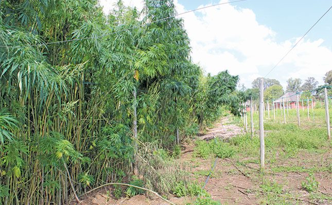Hemp-plants