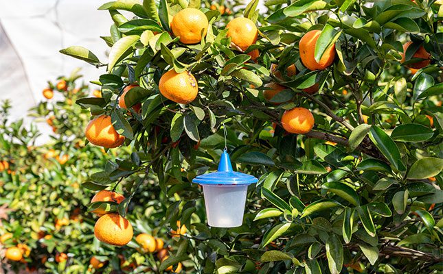 Orange-tree-with-an-insect-trap
