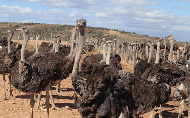 ostriches