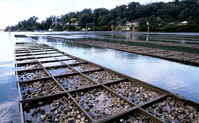 Oyster-Georges-River