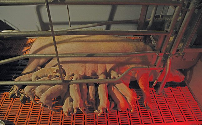 pigtech-machinery-for-growing-pigs