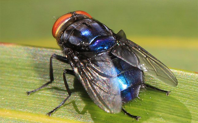 Screwworm-Cochliomyia-hominivorax-Judy-Gallagher