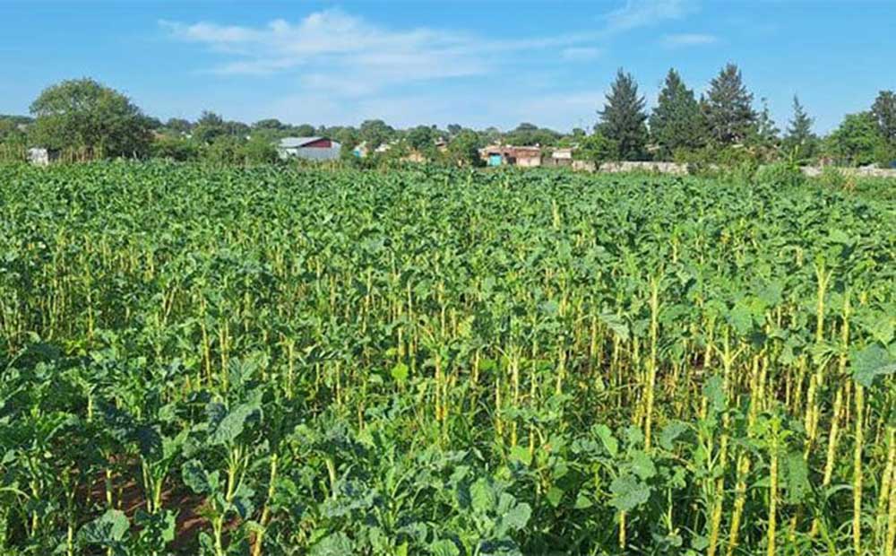 Simunye-Garden-in-Bulawayo