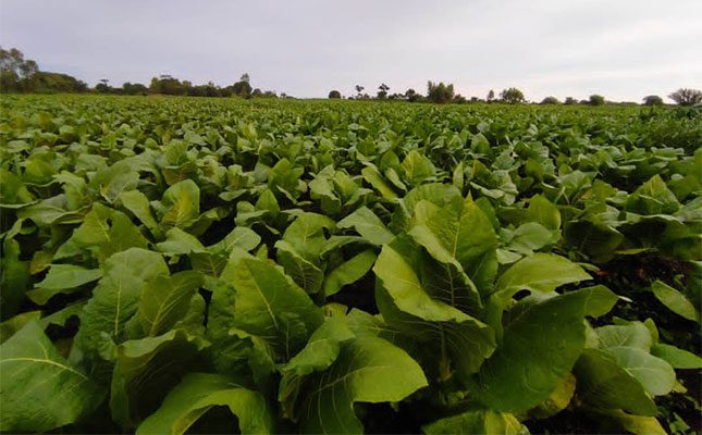 Small-scale-tobacco-farm