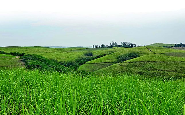 Sugar-cane-field