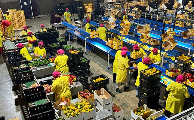 Sweet-bell-peppers-packhouse-workers