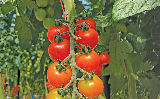 Tomatoes-under-protected-environments