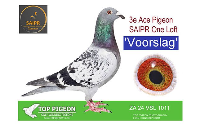 Voorslag-3-Ace-SAIPR-Summer-2025