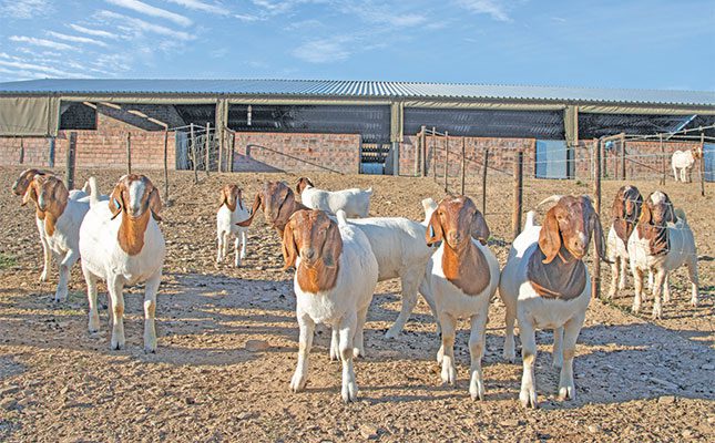 Young-Boer-goats
